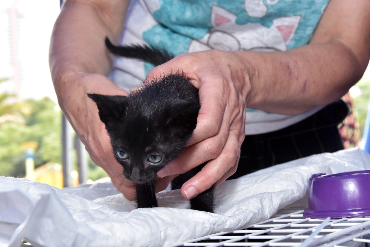 SANTO ANDRÉ BATE RECORDE DE ADOÇÃO DE ANIMAIS EM 2023