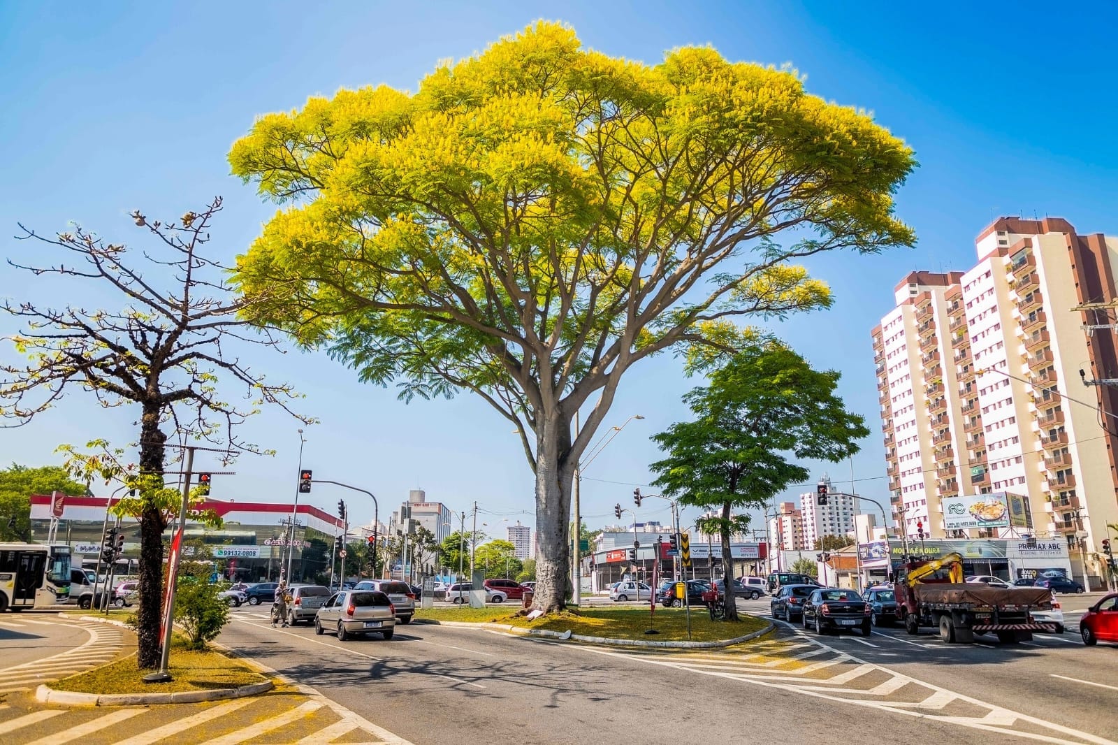 PLANO DE ARBORIZAÇÃO PREVÊ 60 MIL ÁRVORES EM SANTO ANDRÉ