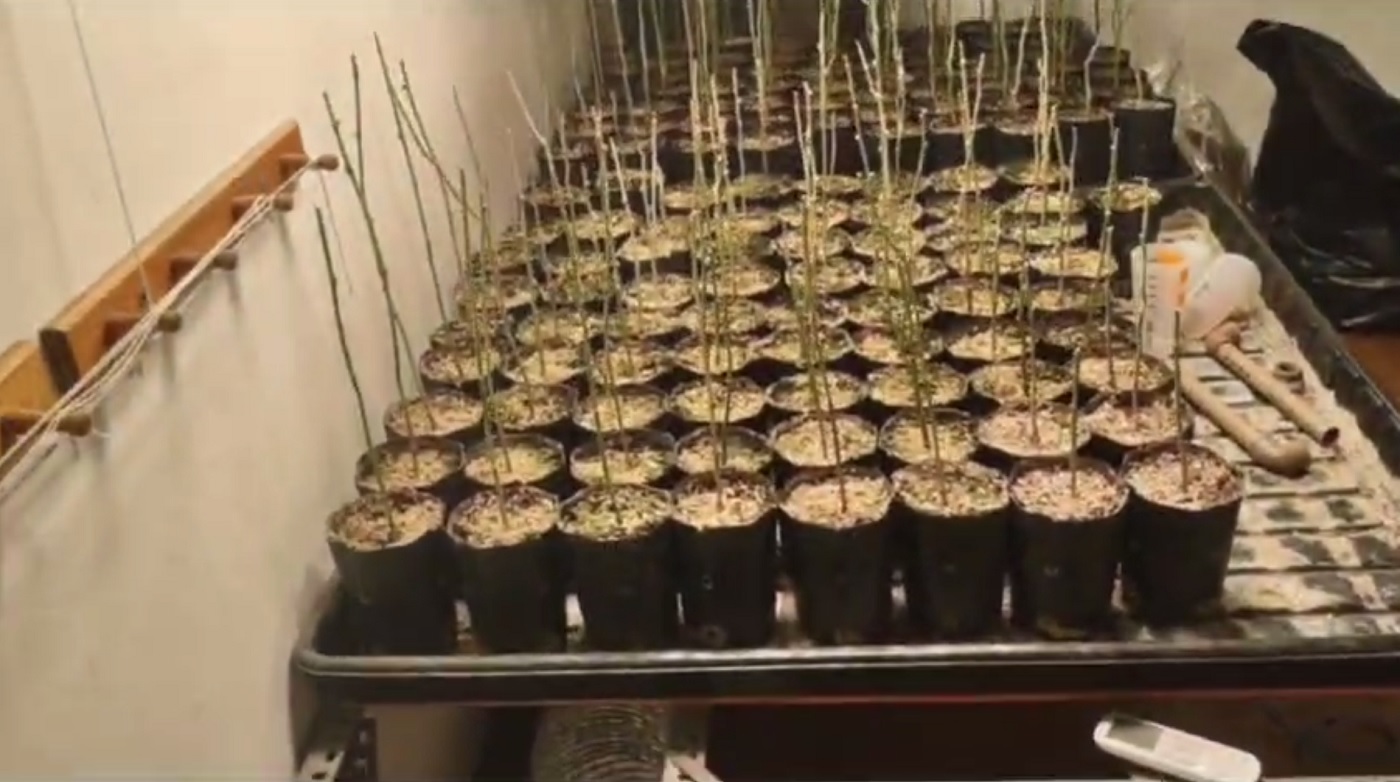 PM PRENDE HOMEM QUE MANTINHA ESTUFA PARA CULTIVO DE MACONHA EM CARAPICUÍBA 