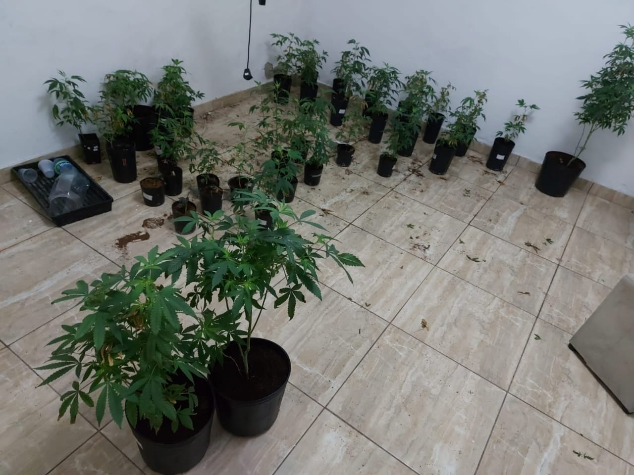 MULHER É PRESA POR MANTER LABORATÓRIO PARA CULTIVO DE MACONHA EM SÃO PAULO 