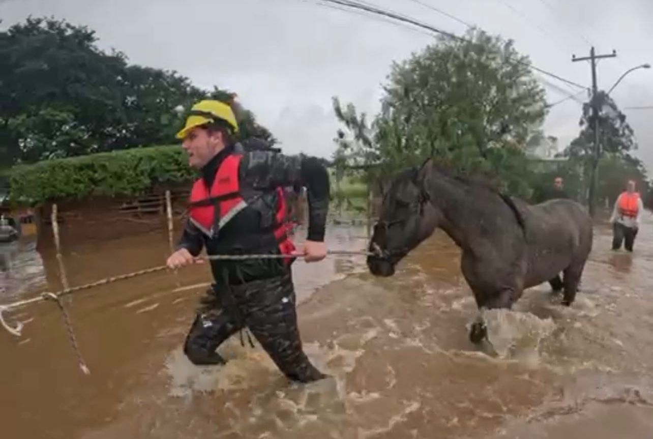 RESGATES DE ANIMAIS VÍTIMAS DA TRAGÉDIA NO RIO GRANDE DO SUL 