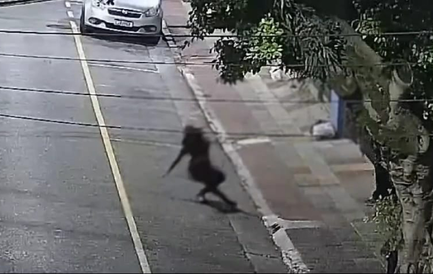 CGE de São Caetano emite alerta às Forças de Segurança sobre agressão familiar e GCM detém homem de 22 anos