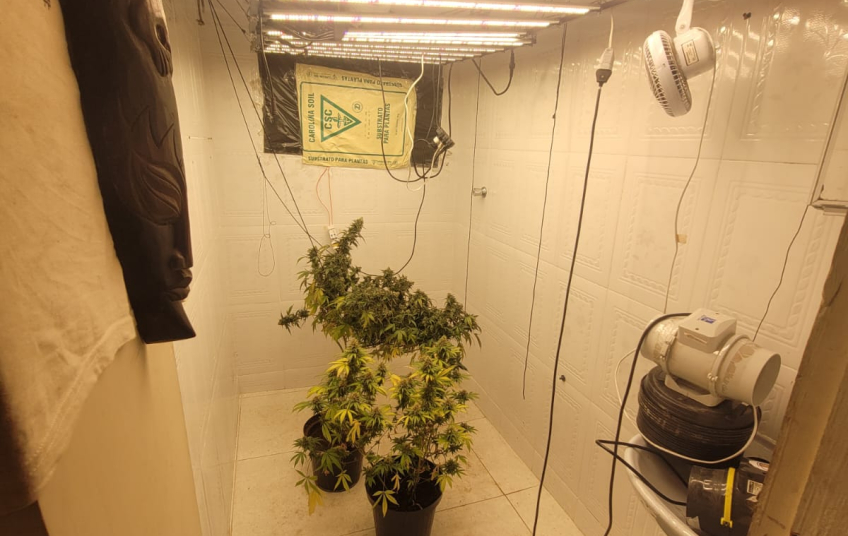 "QUEM PLANTA, COLHE": CRIMINOSOS SÃO PRESOS CULTIVANDO MACONHA NA ZONA SUL DE SÃO PAULO