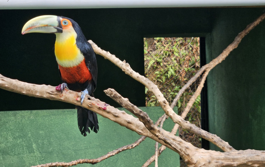 Mais de 400 ações em um mês: Ribeirão Pires intensifica cuidado com os animais